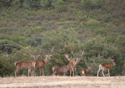 Hunt in Spain